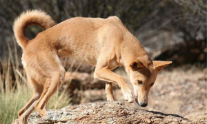 澳洲野犬是保护动物吗