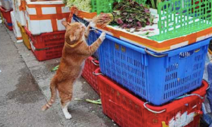 猫咪跑到菜摊去偷吃菜，老板始料不及：你改吃素啦？