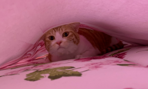 猫钻床单底下怎么回事