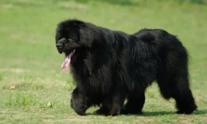 中国纽芬兰犬幼崽能长多大多高