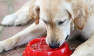 狗越来越瘦不吃东西只喝水