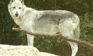 最大的狼的身高有多高