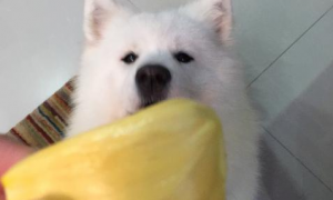 狗狗可以吃菠萝蜜吗