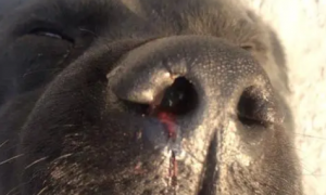 狗流鼻血怎么处理方法
