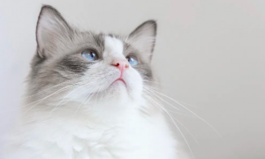 【探究】猫咪的呼噜声可以催眠？尊嘟假嘟？