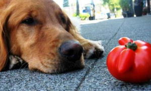 小狗能吃西红柿吗