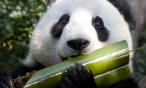 大熊猫是以前是肉食动物吗？为什么它们不再吃肉了？