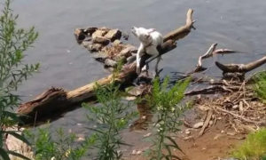 狗狗被绑木头丢河里不想养了，拼了命抬头还是一直沉下去