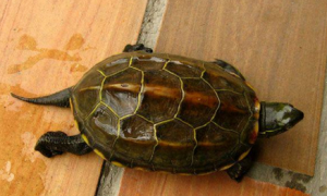 中华草龟寿命一般有多少年