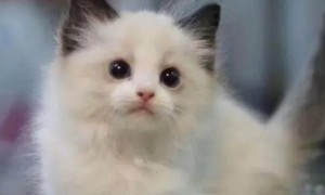 布偶猫幼崽市场价多少