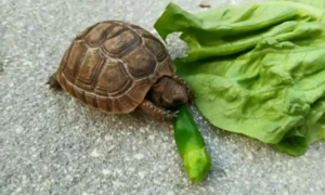乌龟爱吃什么