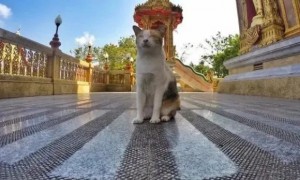 全民吸猫的泰国猫展有多火？和畅享带你见识