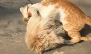 猫咪对小狗满腔热枕，不断的爬狗背上求背