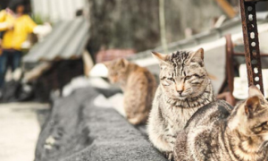 万名爱猫人抗议长跑干扰猫咪栖息地 要求更改线路