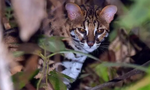 婆罗洲豹猫好养吗