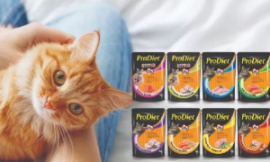 敲黑板 | 新品预告！马来西亚国民猫粮品牌博黛即将上线~