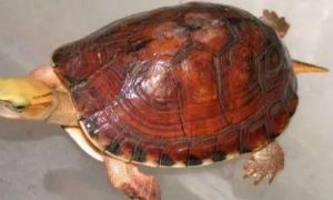 红色壳乌龟是什么品种