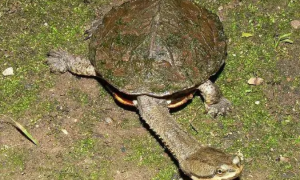 蛇颈龟是保护动物吗