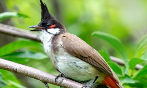 红耳鹎幼鸟吃什么食物
