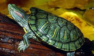 为什么说巴西龟大了很可怕