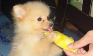 狗能吃芒果干吗