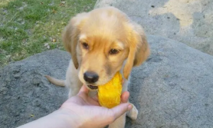 狗能不能吃芒果