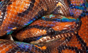 日本23岁男子自称"蛇附身" 其父为驱蛇将其活活咬死