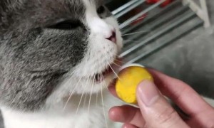 小猫可以吃蛋黄吗