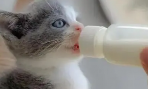 幼猫喝什么代替猫奶