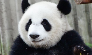 我国大熊猫野外种群总量增长到近1900只