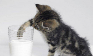 小猫可以喝纯牛奶吗