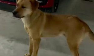在停车场生活2年的流浪狗，被小区保安赶走，被外面打狗人毒死了