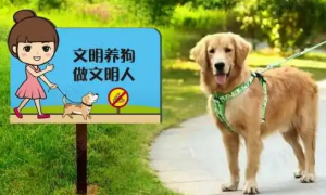 文明养犬宣传内容