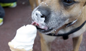 狗能吃雪糕冰棍等冷饮吗