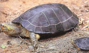 庙龟一年能长多少厘米