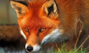 金岛狐和红狐是一种吗