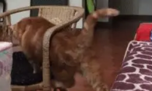 橘猫从椅子侧面往上爬，结果被卡住：低估自己的体型了