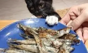 主人吃小鱼干，猫咪伸爪被打开，猫咪的表情太有戏：小气鬼！