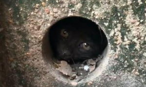 小猫爬进下水管道被卡住了，网友采取最笨最耗时方法，终将它解救