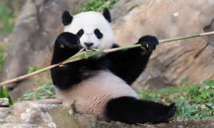 大熊猫的饮食注意事项，快来了解