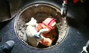 两只流浪狗被人扔进下水道，消防员好心救援，后来逆袭成为消防犬