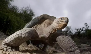 巨型霸王龟十大恐怖的乌龟