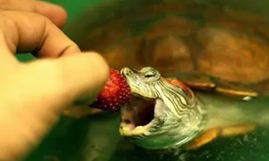 乌龟不吃东西是什么原因