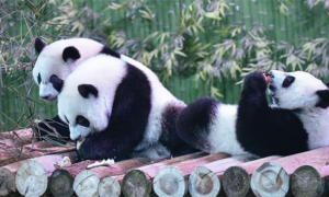大熊猫为啥这么珍贵？