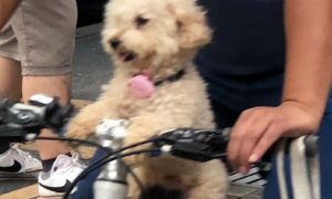 男子骑车带狗出去玩，把它放在前面的座位上，它看起来好开心呀