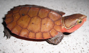 平胸龟是什么科
