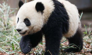 大熊猫为自然界增添一份独特的魅力
