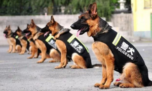 中国警犬的品种有哪些