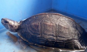 缅甸黑山龟图片图集