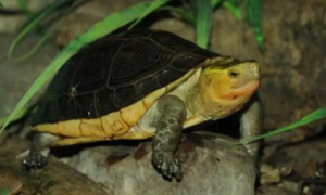 闭壳龟是什么